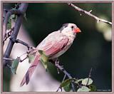 Birds Of September --> Northern Cardinal