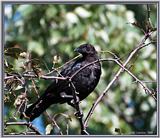 Birds Of September --> American Crow