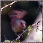 Birds Of September --> Northern Cardinal