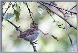 Birds Of September --> House Sparrow