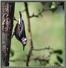 Birds Of September --> Red-breasted Nuthatch