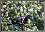 Birds Of September --> American Crow