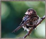 Birds Of September --> House Sparrow