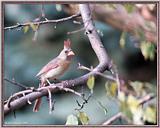 Birds Of September --> Northern Cardinal