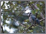 Birds Of September --> Blue Jay