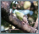 Birds Of September --> Downy Woodpecker