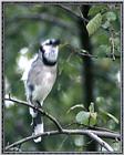 Birds Of September --> Blue Jay