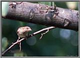 Birds Of September --> House Sparrow