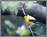 Birds Of September --> American Goldfinch