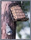 Birds Of September --> White-breasted Nuthatch