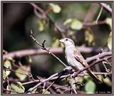 Birds Of September --> House Sparrow