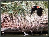 Birds Of September --> Red-winged Blackbird