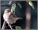 Birds Of September --> House Sparrow