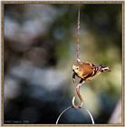 Birds Of September --> American Goldfinch