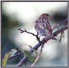 Birds Of September --> House Sparrow