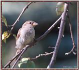 Birds Of September --> House Sparrow