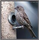 Birds Of September --> House Finch