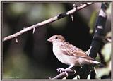 Birds Of September --> House Sparrow