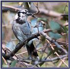 Birds Of September --> Blue Jay