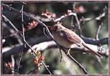 Re: Messages --> Northern Cardinal