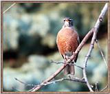 Re: Messages --> American Robin