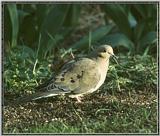 Re: Messages --> Mourning Dove