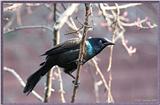 Re: Messages --> Common Grackle - Quiscalus quiscula