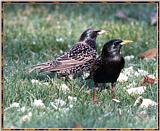 Re: Messages --> European Starlings