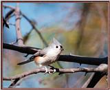 More birds --> Tufted Titmouse