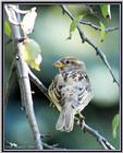 More birds --> House Sparrow