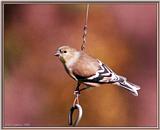 More birds --> American Goldfinch