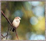 More birds --> House Sparrow