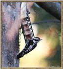 More birds --> Downy Woodpecker