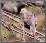 More birds --> Mourning Dove