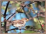 More birds --> House Sparrow