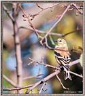 More birds --> American Goldfinch