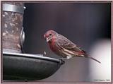 More birds --> House Finch