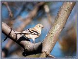 More birds --> American Goldfinch