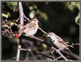 More birds --> House Sparrow