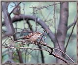 More birds --> House Sparrow