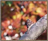 More birds --> House Sparrow