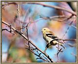 More birds --> American Goldfinch