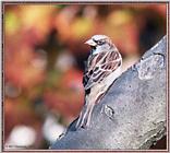 More birds --> House Sparrow