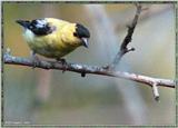 More birds --> American Goldfinch