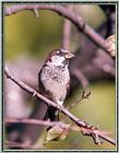 More birds --> House Sparrow