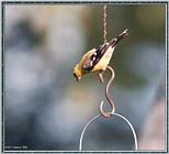 More birds --> American Goldfinch