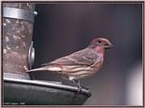 More birds --> House Finch