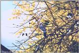Bluejay bluejay00.jpg