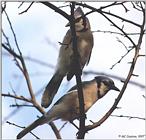 Two blue jays -- bluejay01.jpg