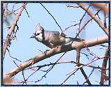 Back Yard Birds - Blue Jay - bluejay02.jpg